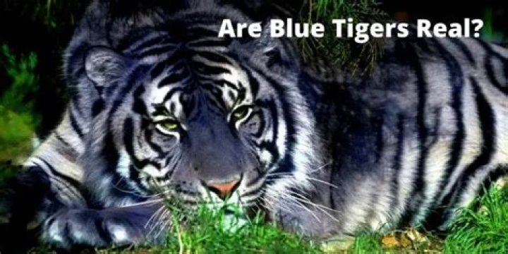 Are Blue Tigers Real? – Celebrity