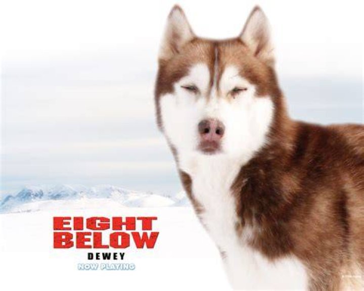 Are the dogs in Eight Below CGI? – Celebrity