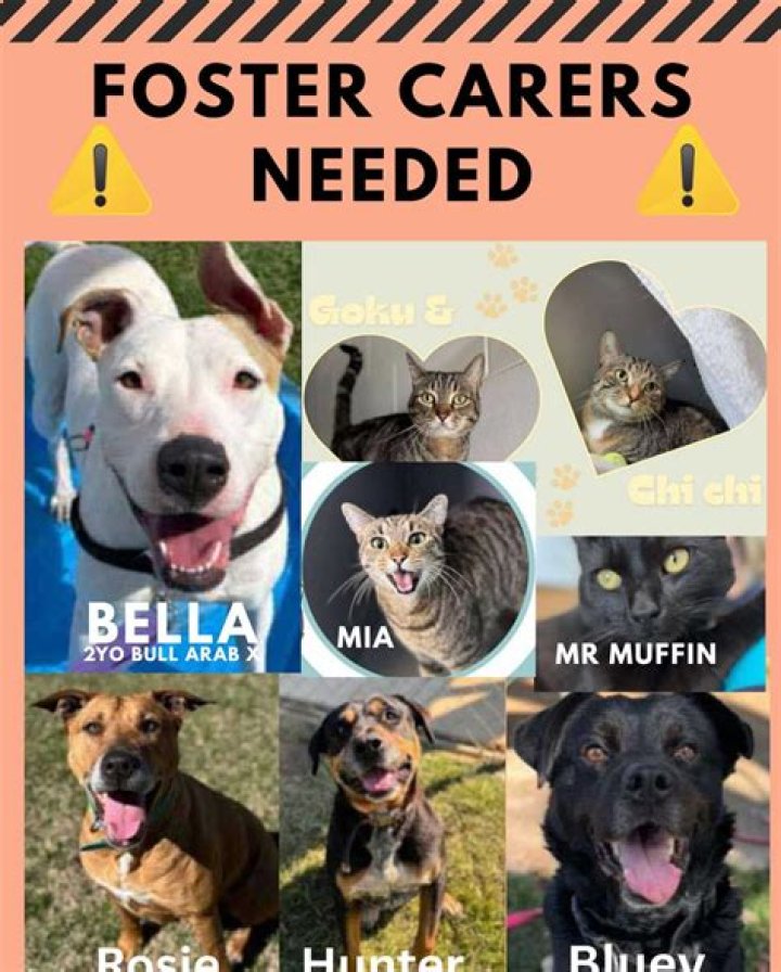 Do The Fosters Adopt Callie? – Celebrity
