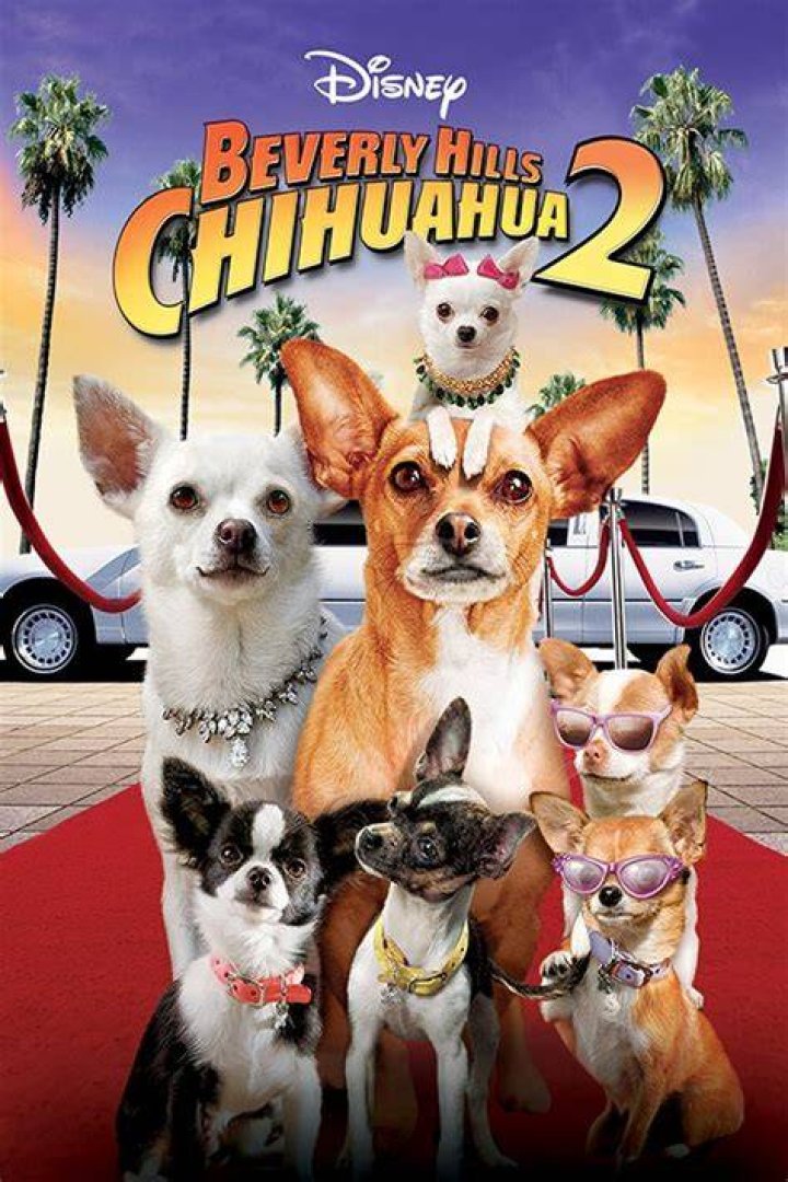 How many Chihuahua movies are there? – Celebrity