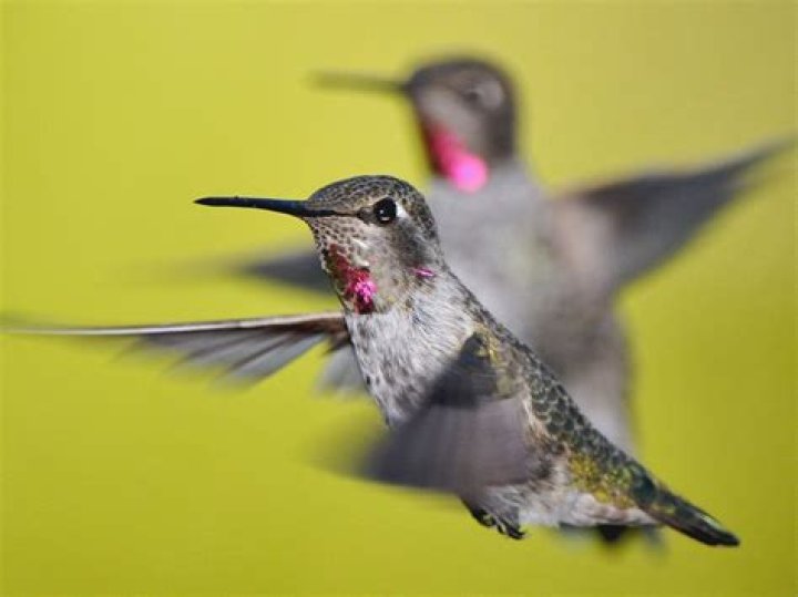 Is Starling Related To Ketel? – Celebrity