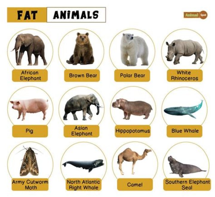 What animal is Stinky Pete? – Celebrity