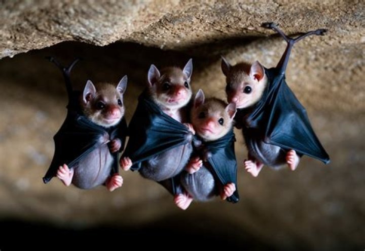 What are baby bats? – Celebrity