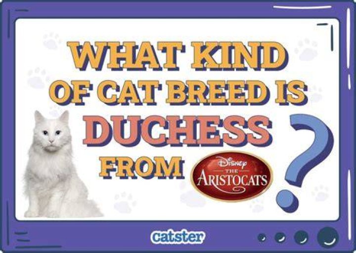 What breed of cat is Duchess from Aristocats? – Celebrity