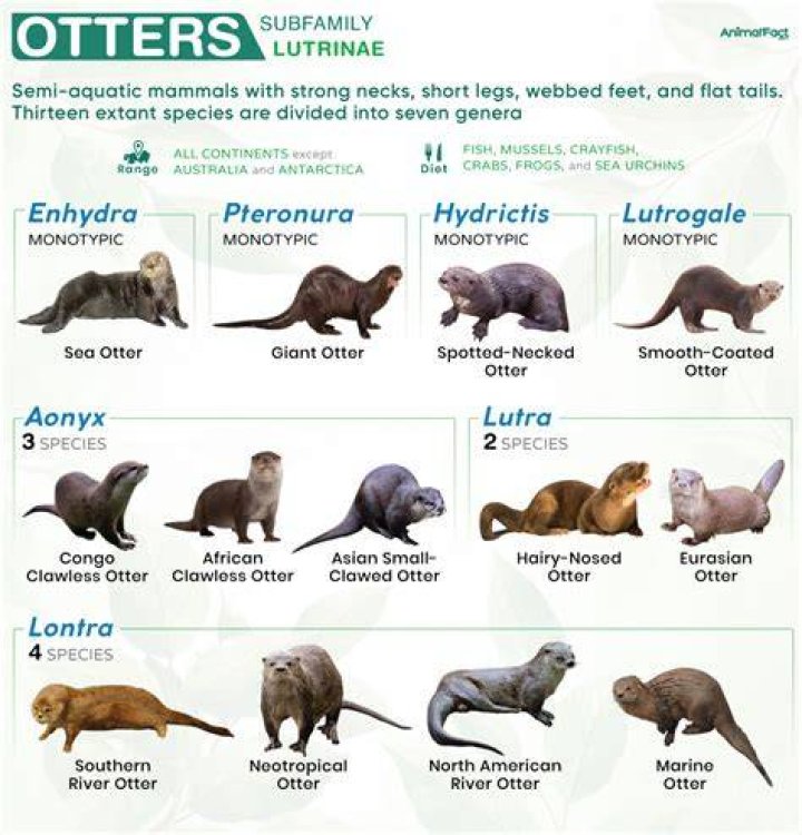 What is an otter personality? – Celebrity