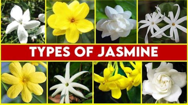 What is Jasmine’s last name? – Celebrity