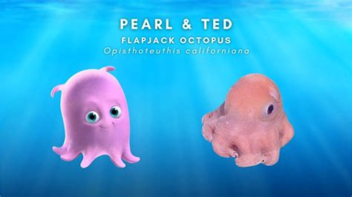 What is the little octopus in Finding Nemo? – Celebrity