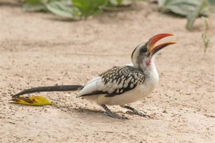 What is Zazu bird? – Celebrity