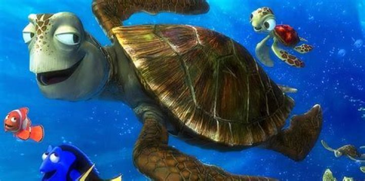 What’s the turtle’s name on Finding Nemo? – Celebrity